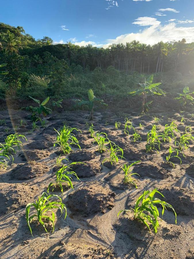 Fazenda Xareu Villa Maragogi Eksteriør billede